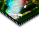 Jewel of the Cloud Forest Acrylic print