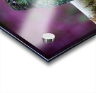 Quiet Jewel Acrylic print