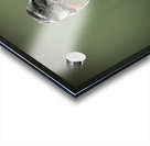 Perched in the Green Mist Acrylic print