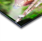 Little Forest Acrobat Acrylic print