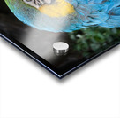 Feathered Jewel Acrylic print