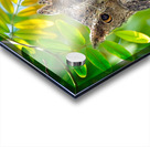 Silent Sentinel Acrylic print