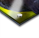 Midnight Gaze Acrylic print