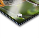 Firecrest in Bloom Acrylic print