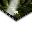 The Rainforest Dreamer Acrylic print