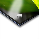 Frog on Leaf Acrylic print