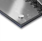 Palm Forest in Black & White Acrylic print