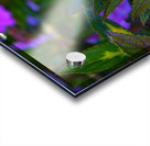 Dew-Kissed Magenta Blossoms Acrylic print