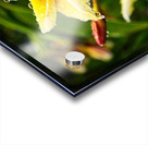 Yellow Plumeria After Rain Acrylic print