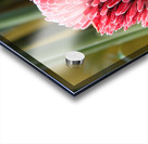 Torch Ginger Bloom Acrylic print