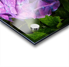 Hydrangea Jewel Acrylic print