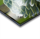 Succulent Rosettes Acrylic print