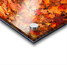 Autumn’s Golden Standout Acrylic print