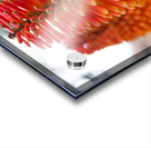 Fire Dance Bloom Acrylic print