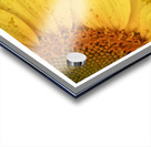 Sunflower Glow Acrylic print