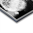 Fireworks Over the Bridge Acrylic print