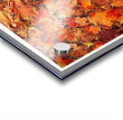 Autumn Carpet Acrylic print