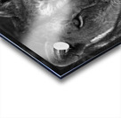 The Lioness Stare Acrylic print