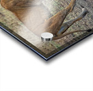 Mother’s Nudge Acrylic print