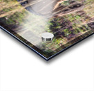 Jackal in the Grass Acrylic print