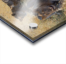 Pride at Rest Acrylic print