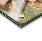 The Lions Claim Acrylic print