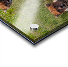 Cheetah Siblings at Rest Acrylic print