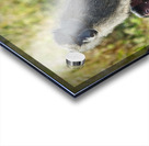 Mother’s Hold Acrylic print