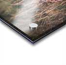 Evening Scout Acrylic print