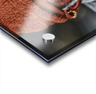 Eyes of Experience Acrylic print