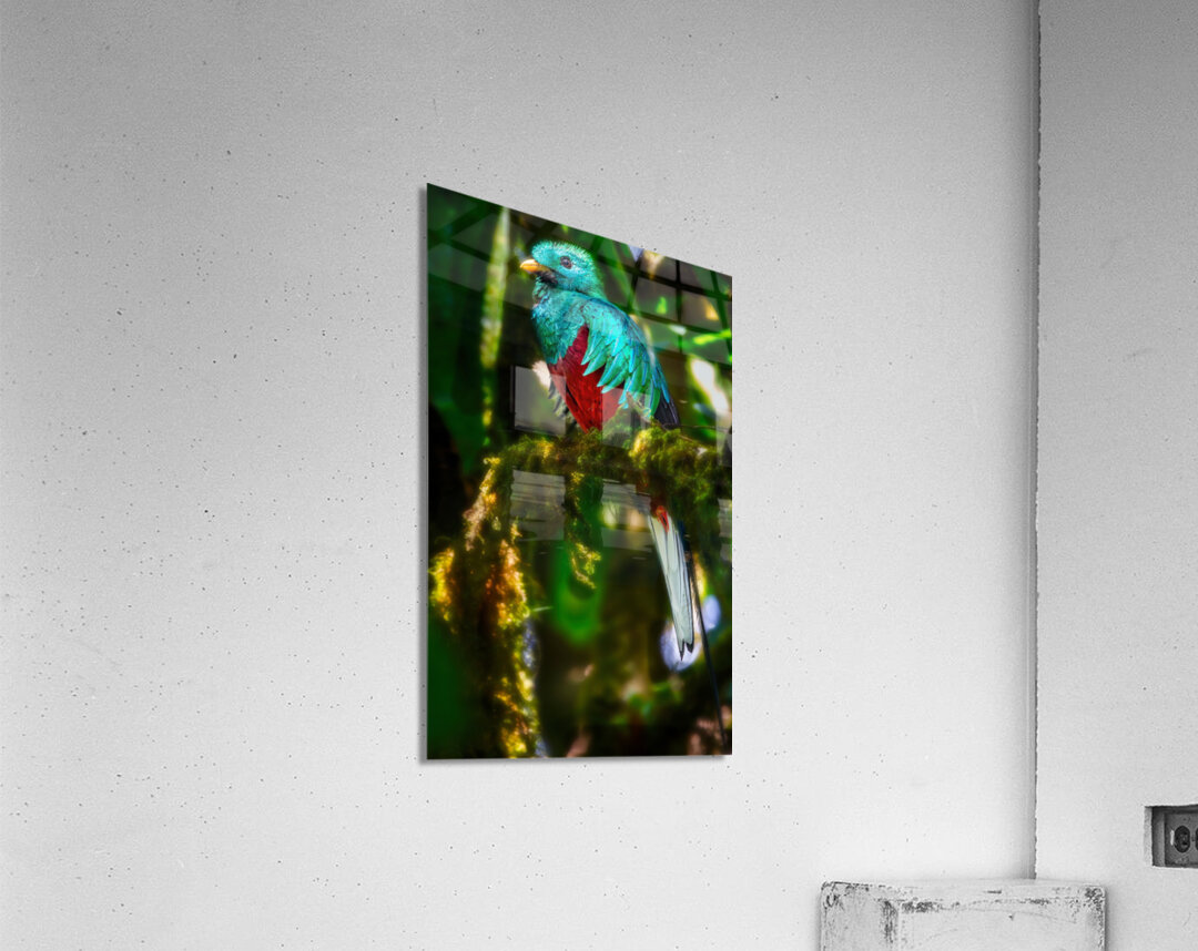 Jewel of the Cloud Forest Acrylic Print