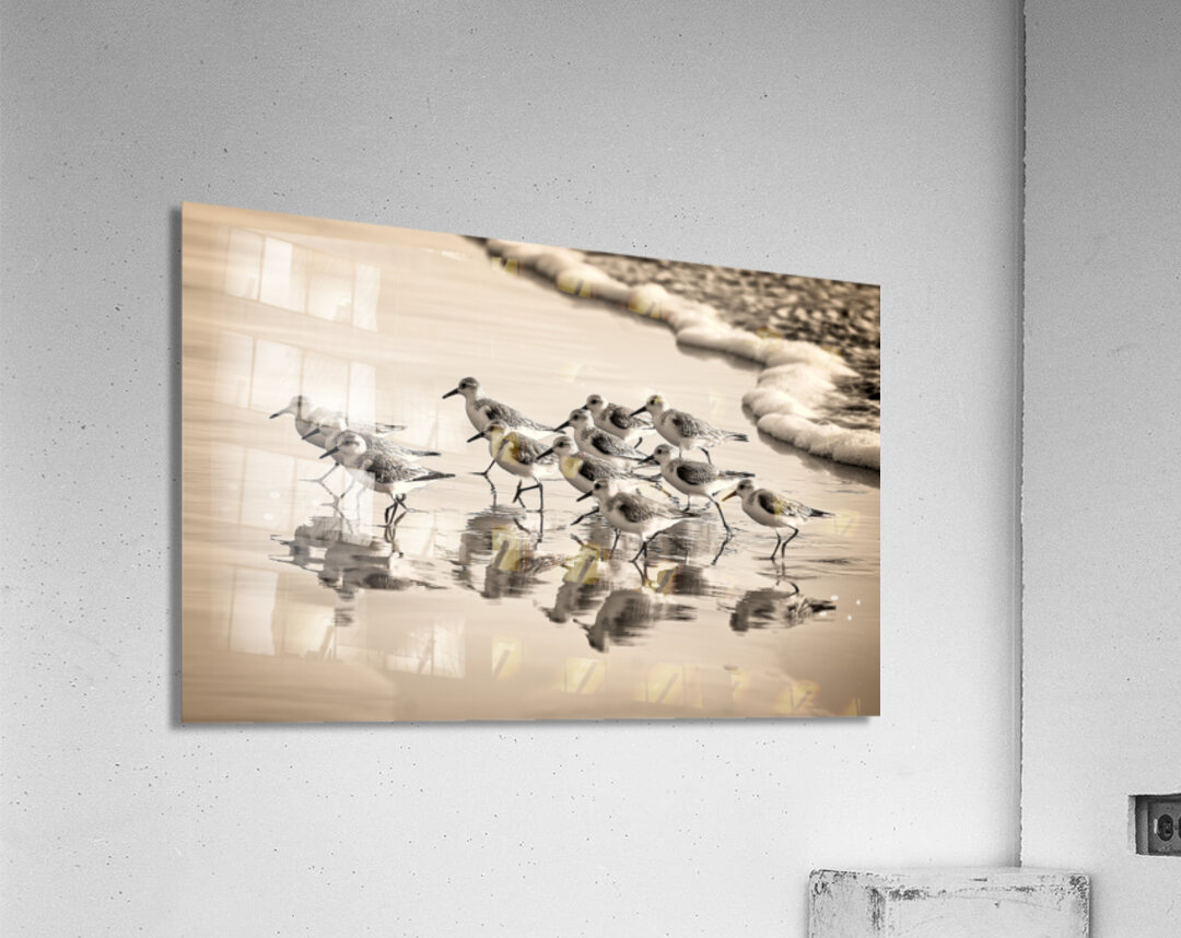 Gentle Pursuit Acrylic Print