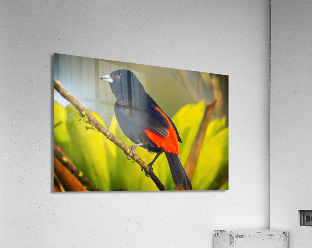 Skyfire Starling Acrylic Print