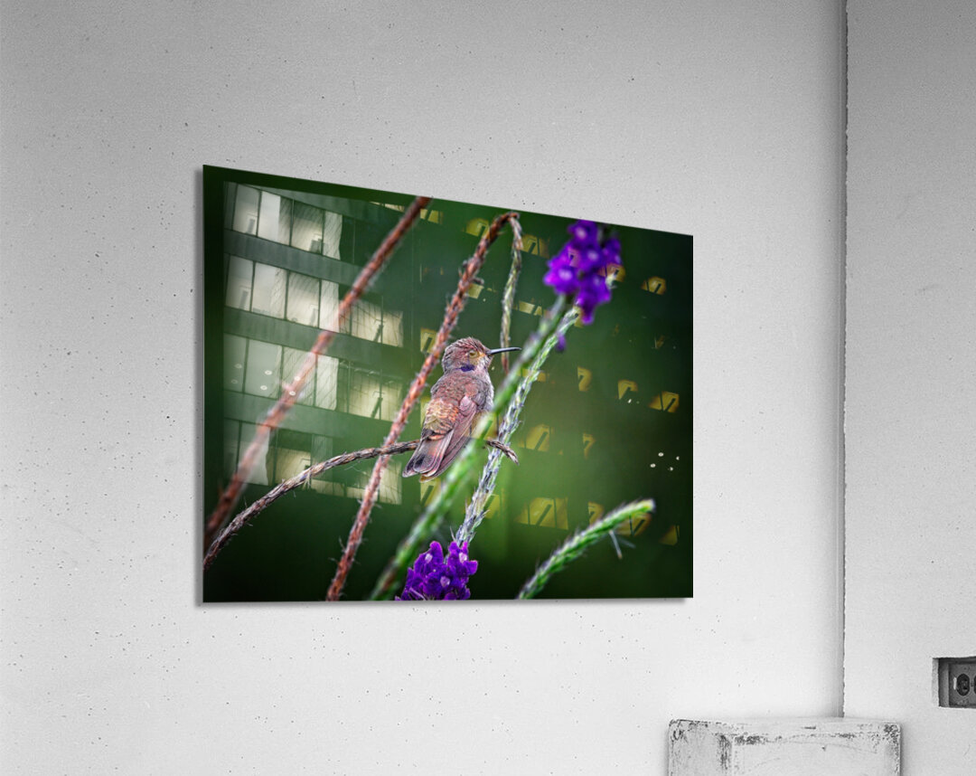 Dance of Nectar Acrylic Print