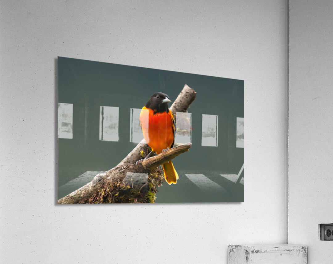 Fire in the Canopy Acrylic Print