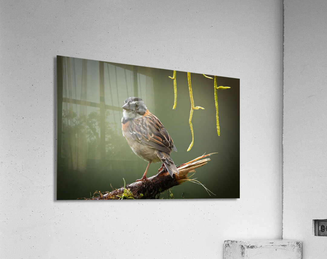 Perched in the Green Mist Acrylic Print