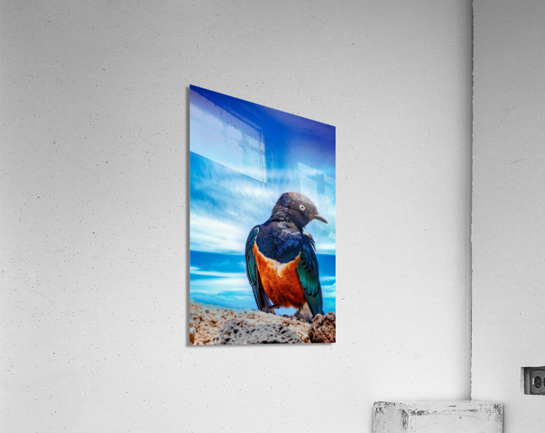 Skyfire Starling Acrylic Print