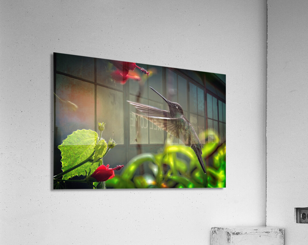 The Nectar Dancer Acrylic Print