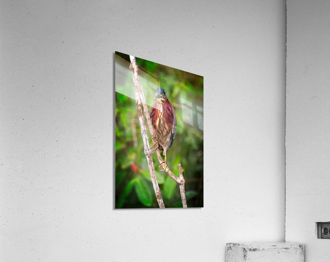 Little Forest Acrobat Acrylic Print