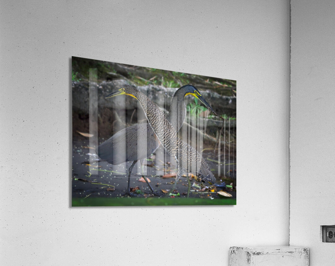 The Twin Dancers Acrylic Print