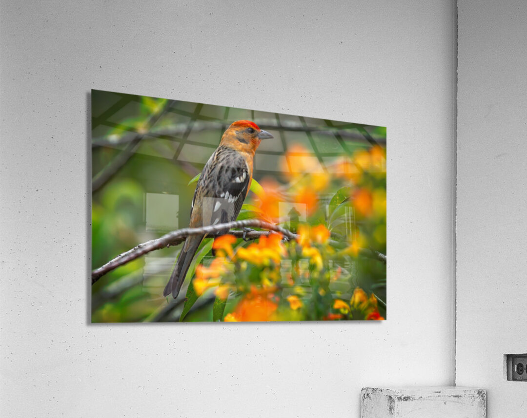 Firecrest in Bloom Acrylic Print