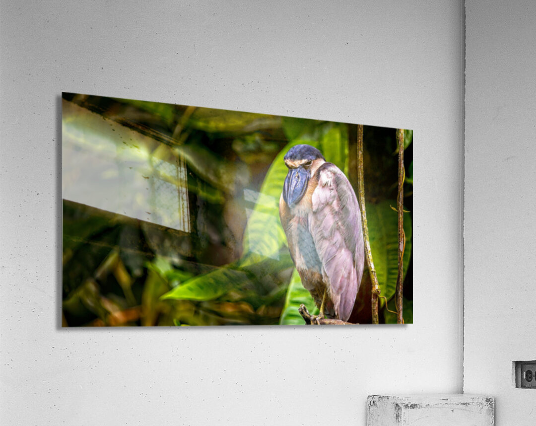 The Rainforest Dreamer Acrylic Print