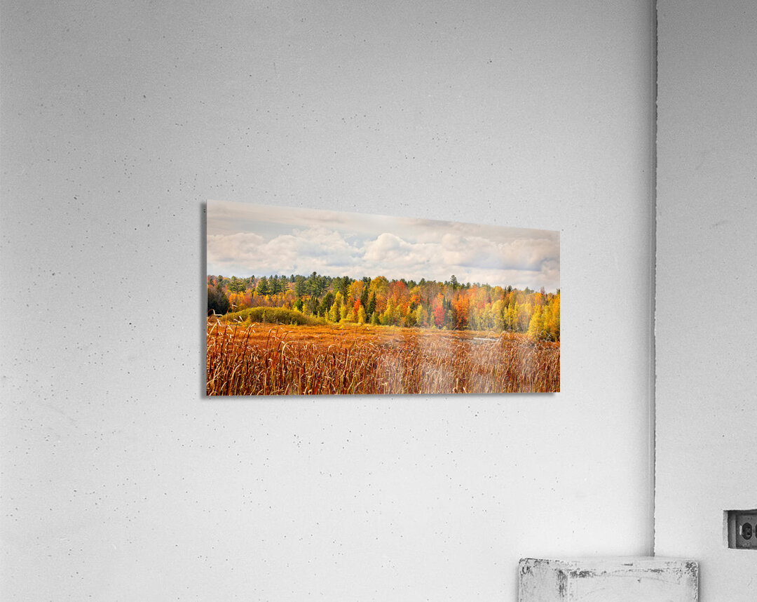 Autumn Forest Under a Starry Sky Acrylic Print