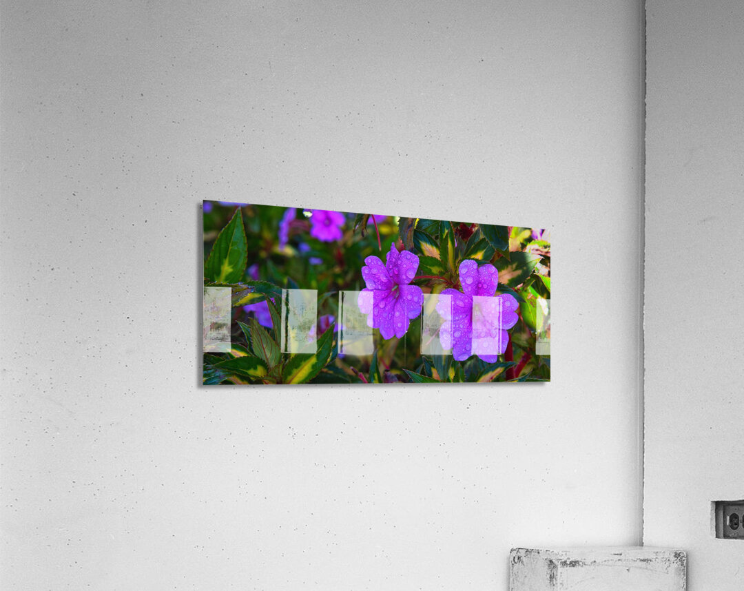 Dew-Kissed Magenta Blossoms Acrylic Print