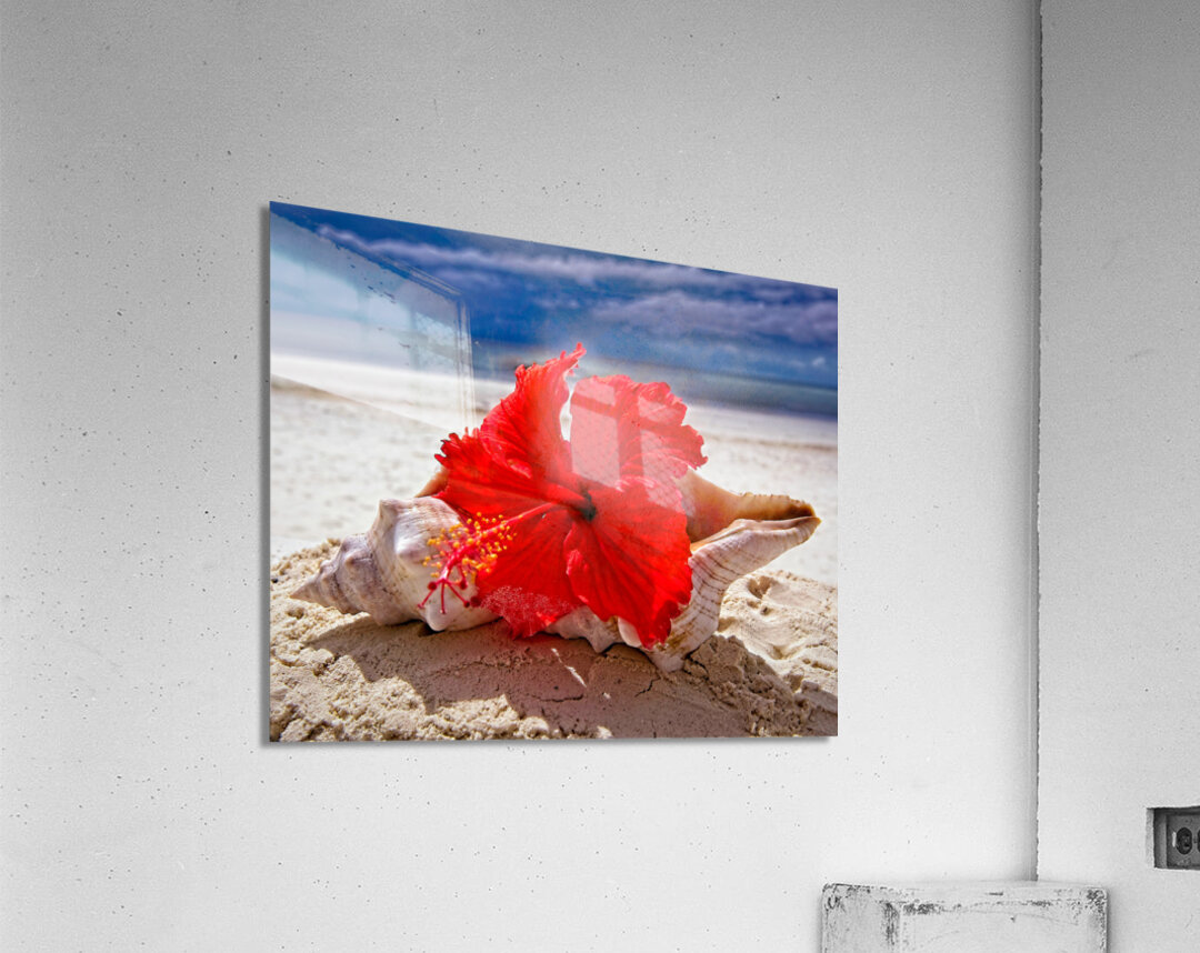 Hibiscus and Seashell Still Life Acrylic Print
