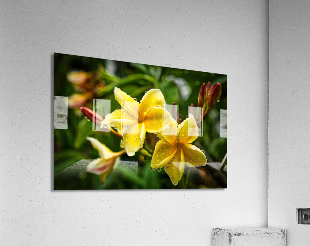 Yellow Plumeria After Rain Acrylic Print