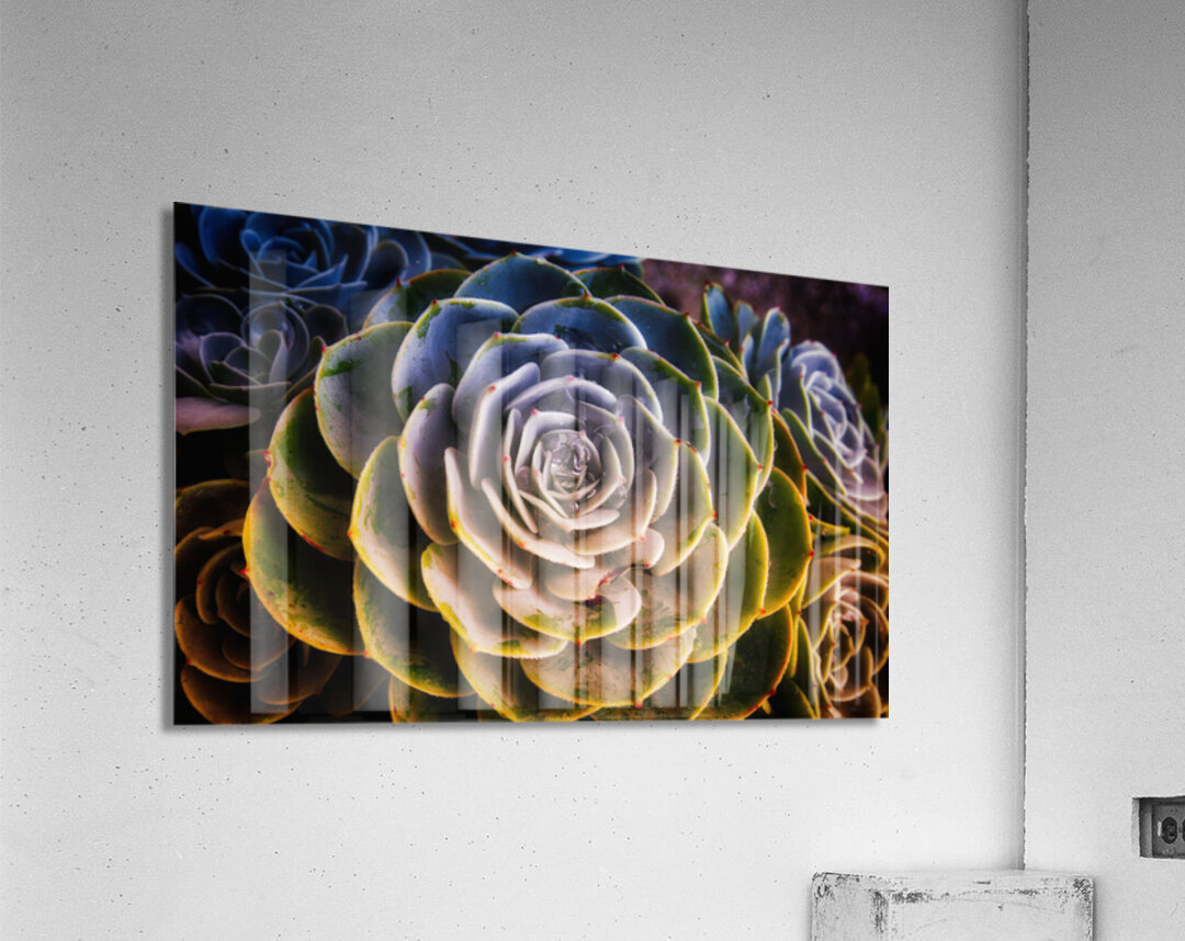 Radiant Succulent Spiral Acrylic Print