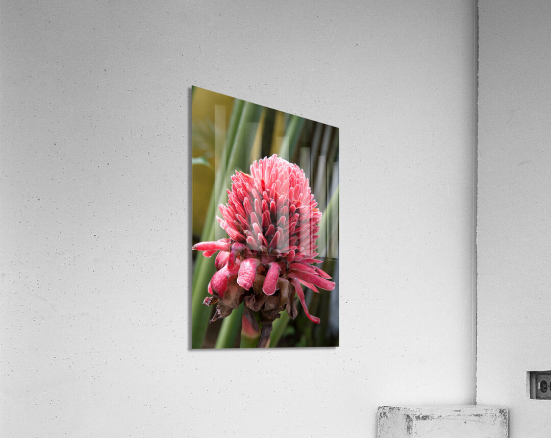 Torch Ginger Bloom Acrylic Print