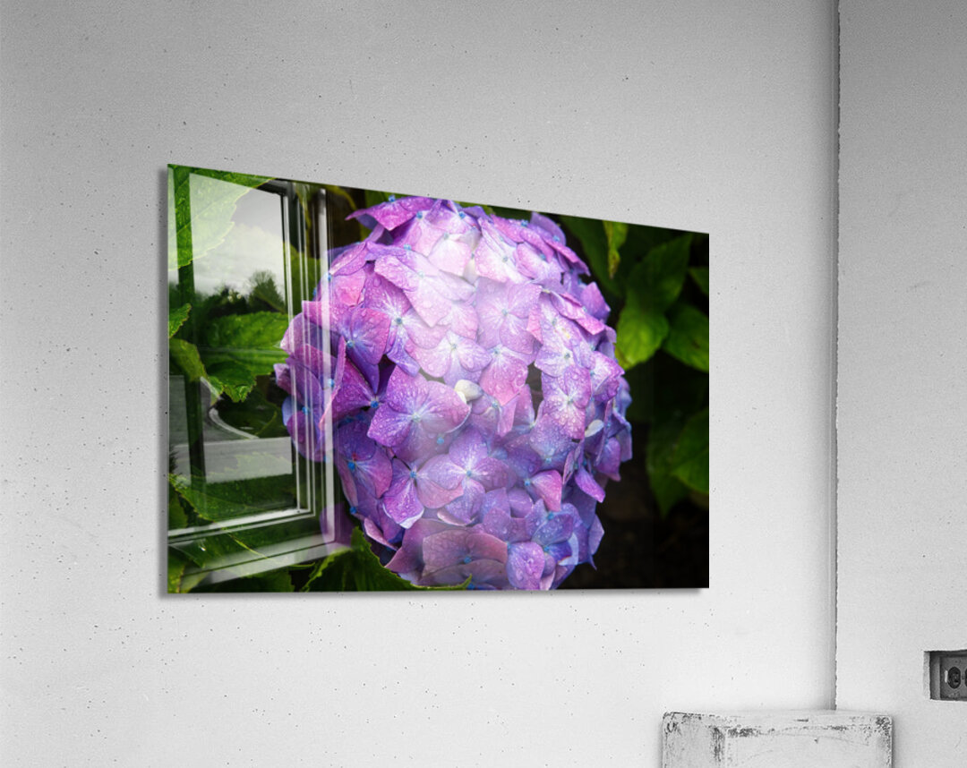 Hydrangea Jewel Acrylic Print