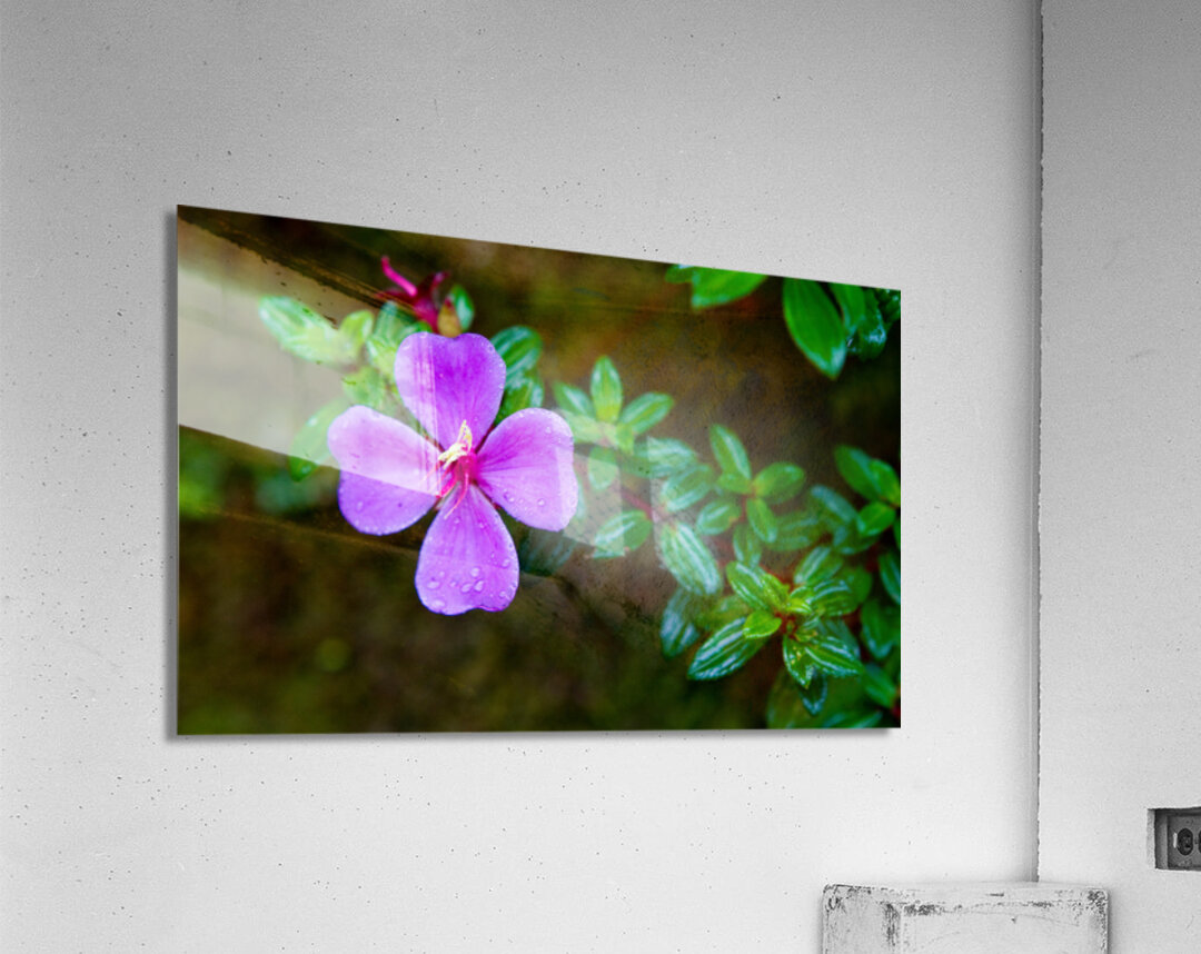 Purple Blossom After Rain Acrylic Print